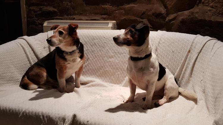 NC500 Dog Walk – Walking my dogs Menna and Mylo round the north coast of Scotland in aid of ...